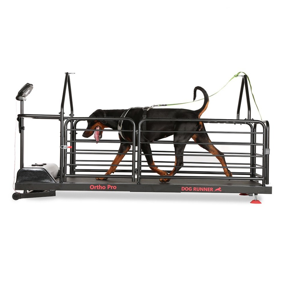 Bieżnia dla psów – Dog Runner – Ortho Pro – wynajem – wynajem FizjoNaWynos.pl