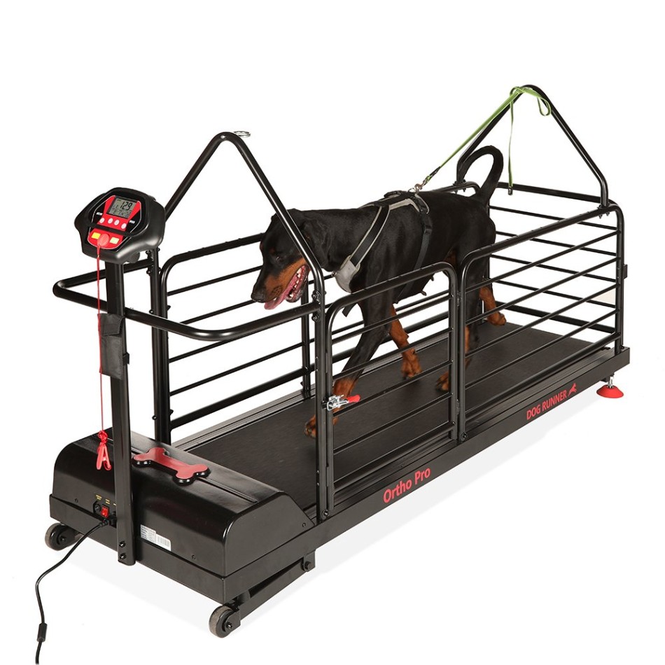 Bieżnia dla psów – Dog Runner – Ortho Pro – wynajem – wynajem FizjoNaWynos.pl