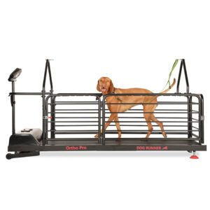 Bieżnia dla psów – Dog Runner – Ortho Pro – wynajem – wynajem FizjoNaWynos.pl