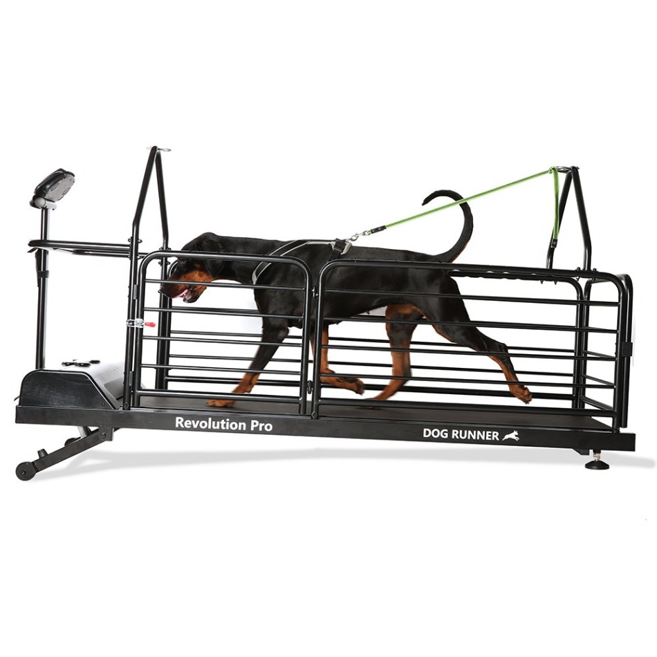 Bieżnia dla psów – Dog Runner – Revolution Pro – Dog Runner – wynajem